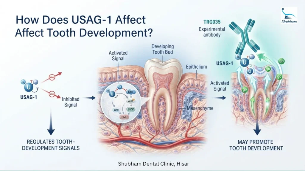 Illustration showing how USAG-1 regulates signals involved in tooth development and how blocking USAG-1 may promote tooth formation